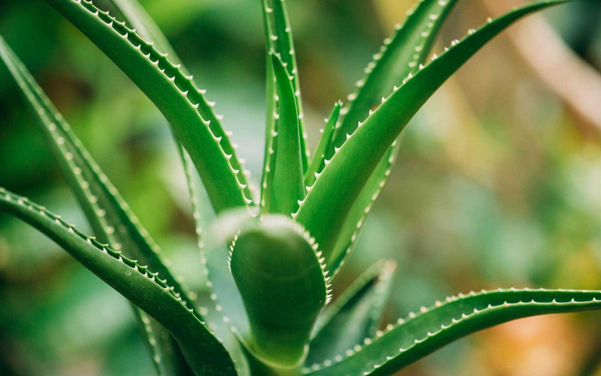 aloe vera