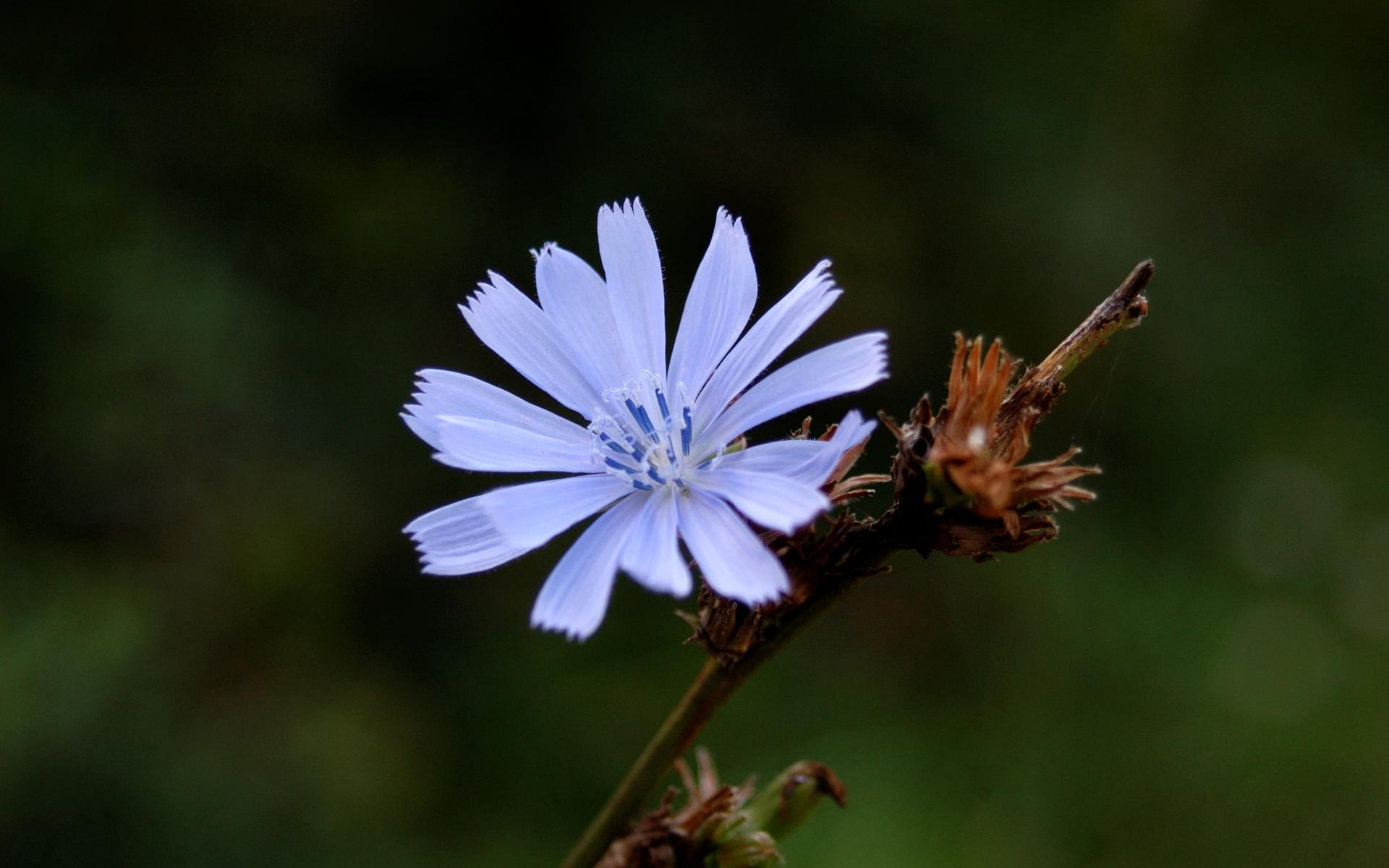 Cichorium Intybus L.