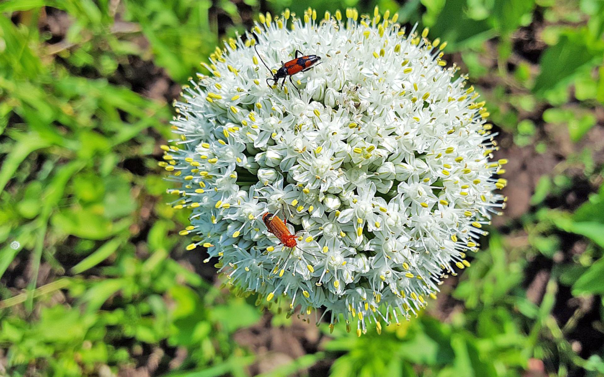 Blüte der Küchenzwiebel