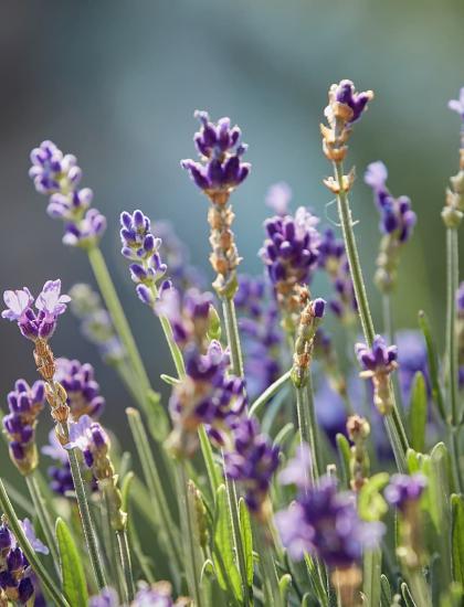 lavendel