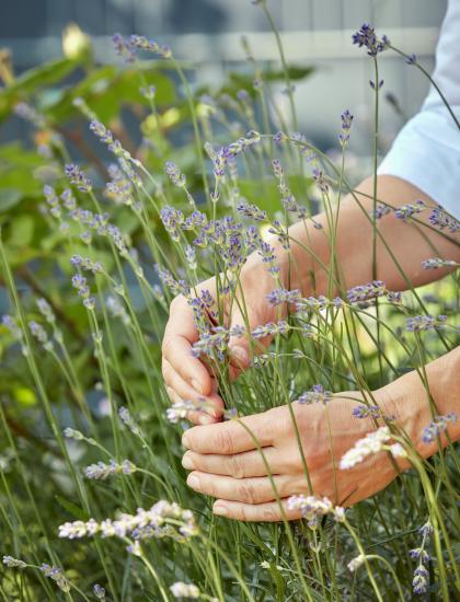 Lavendel