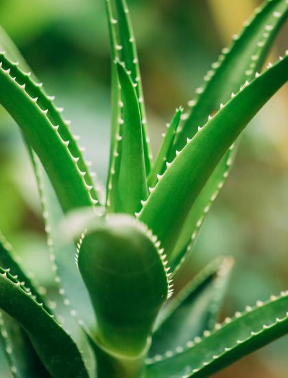 aloe vera