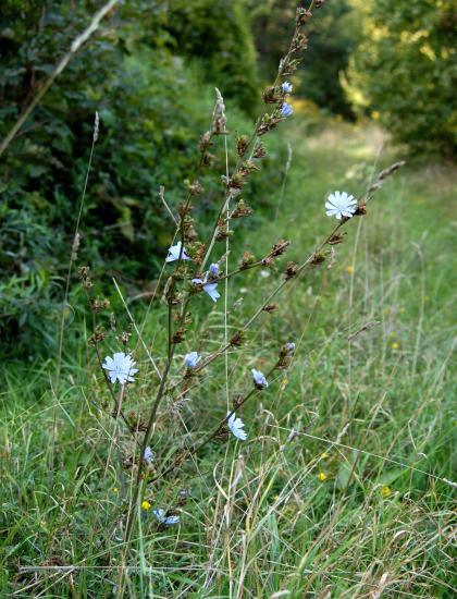 Cichorium Intybus L. 