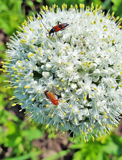 Blüte der Küchenzwiebel