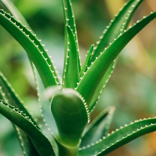 aloe vera