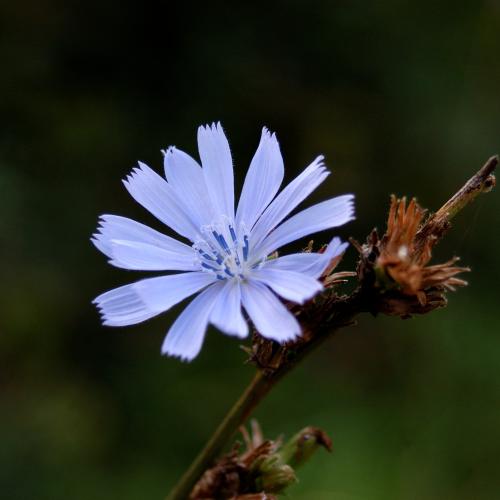 Cichorium Intybus L.