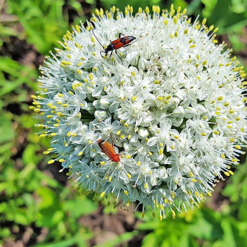 Blüte der Küchenzwiebel