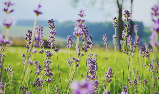 Lavendel