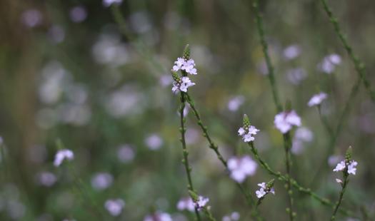 Verbena officinalis Bitteres Eisenkraut