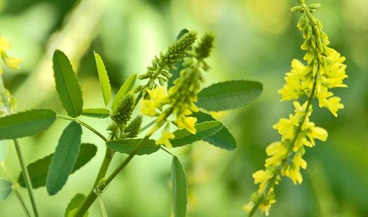 Melilotus officinalis L.